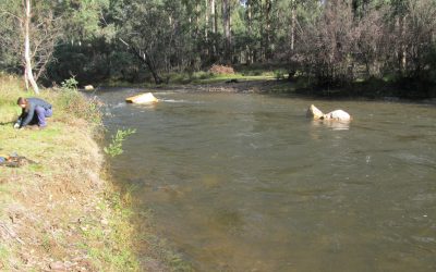 Buckland Bridge Habitat Restoration Project