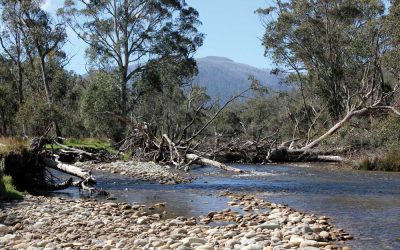 Mitta Tailwater