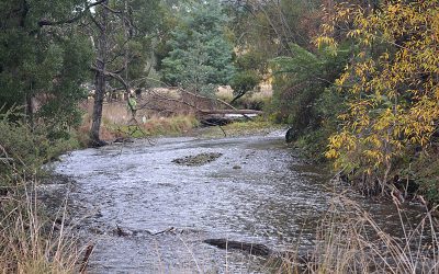 Steavenson River Tree Planting